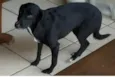 Lila