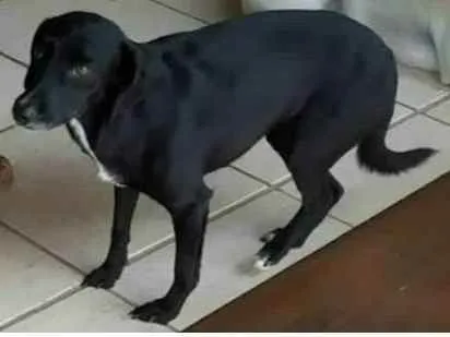 Cachorro ra a Mista idade 6 ou mais anos nome Lila