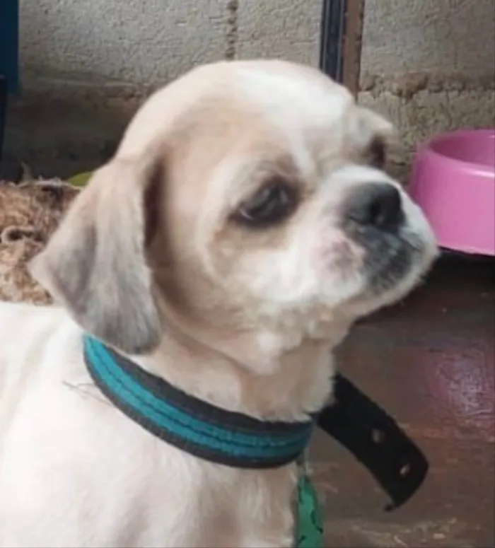 Cachorro ra a Mestiço  idade 2 a 6 meses nome Billy 