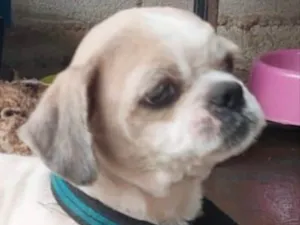 Cachorro raça Mestiço  idade 2 a 6 meses nome Billy 
