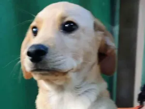 Cachorro raça Labrador de lata idade 2 a 6 meses nome Catupiry