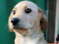 Cachorro ra a Labrador de lata idade 2 a 6 meses nome Catupiry