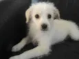 Laylla