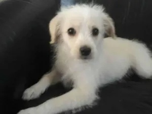 Cachorro raça Srd idade 2 a 6 meses nome Laylla