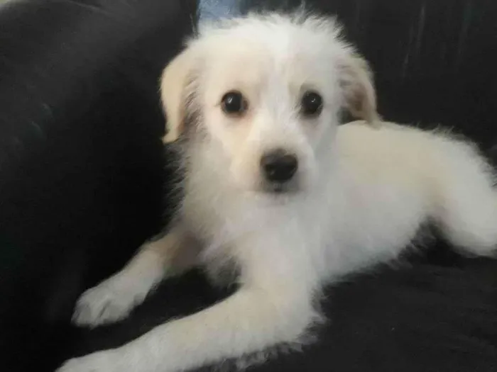 Cachorro ra a Srd idade 2 a 6 meses nome Laylla