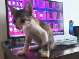 Gato raça Não definida idade Abaixo de 2 meses nome Não nomeada