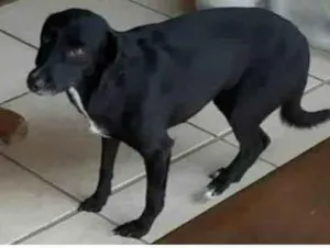 Cachorro raça Mista idade 6 ou mais anos nome Lila