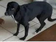 Lila