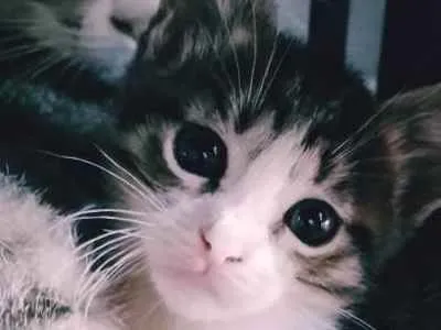 Gato ra a SRD idade Abaixo de 2 meses nome Gatinha