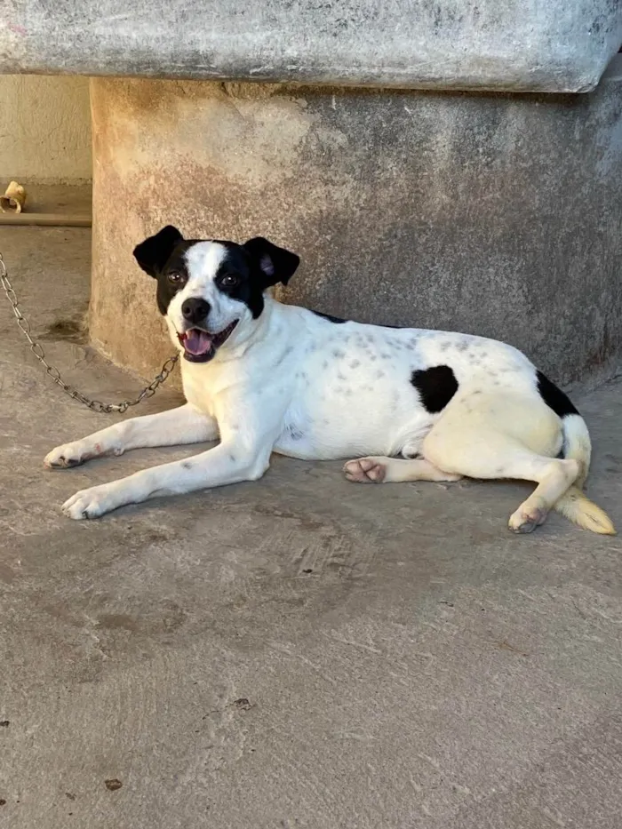 Cachorro ra a Misturado  idade 1 ano nome Bob 