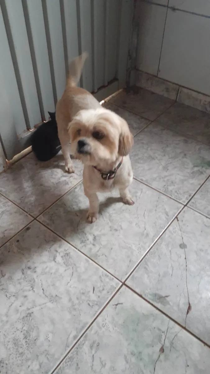 Cachorro ra a Shih tuz idade 6 ou mais anos nome Bela