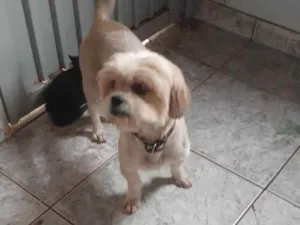 Cachorro raça Shih tuz idade 6 ou mais anos nome Bela