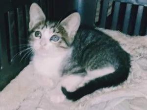 Gato raça SRD idade Abaixo de 2 meses nome Gatinha