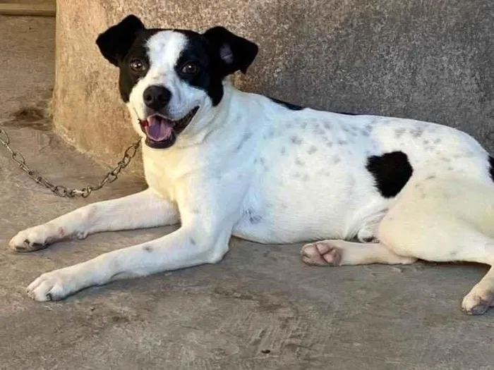 Cachorro ra a Misturado  idade 1 ano nome Bob 