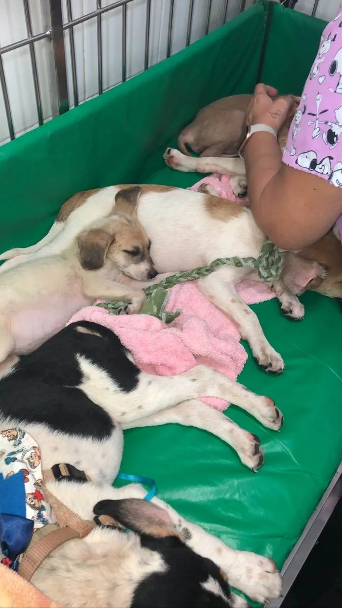 Cachorro raça Srd idade 2 a 6 meses nome Tutty