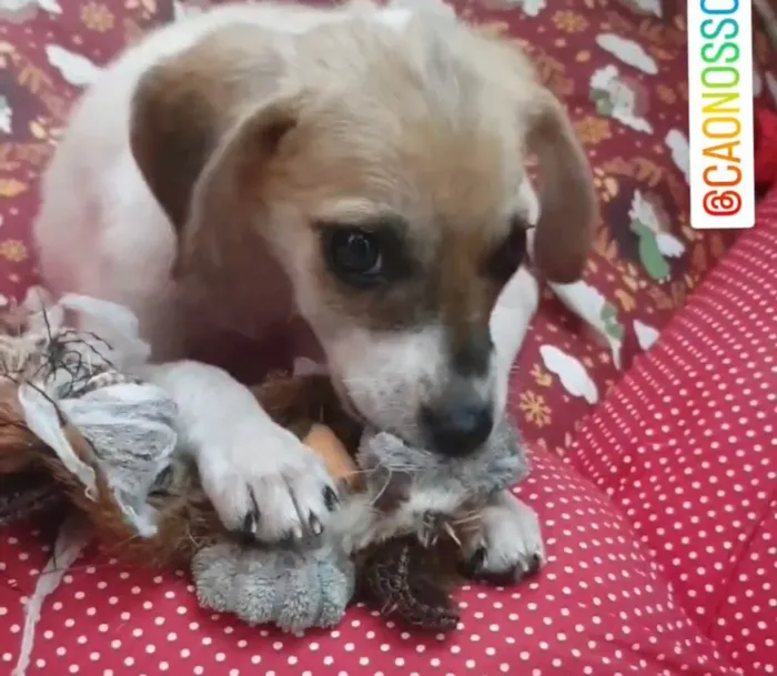 Cachorro raça Srd idade 2 a 6 meses nome Tutty