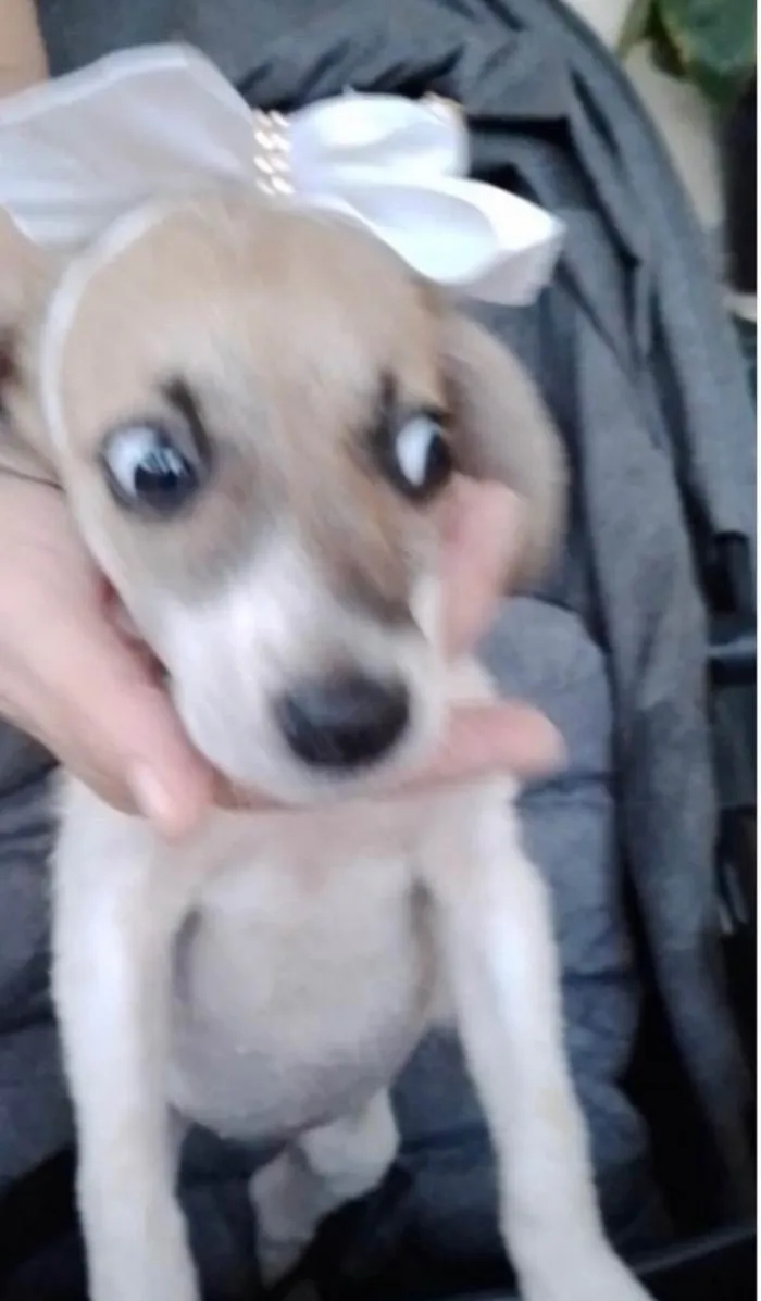 Cachorro raça Srd idade 2 a 6 meses nome Tutty