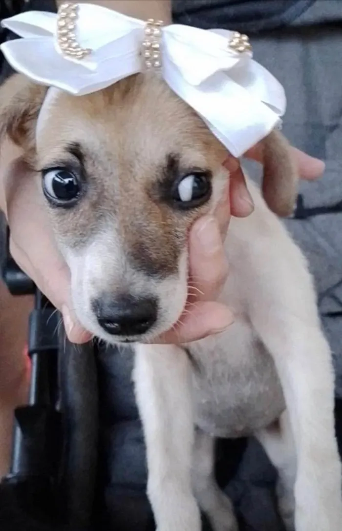 Cachorro raça Srd idade 2 a 6 meses nome Tutty