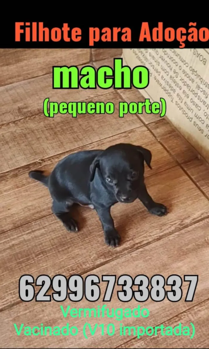 Cachorro ra a Vira lata idade Abaixo de 2 meses nome Bob/Thor