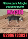 Bob/Thor