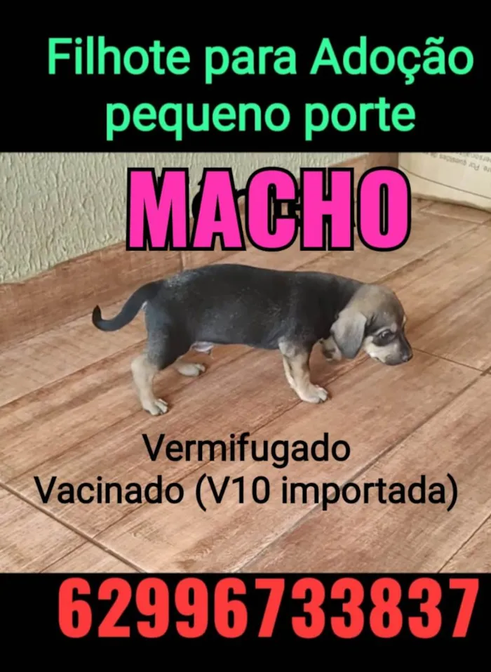 Cachorro ra a Vira lata idade Abaixo de 2 meses nome Bob/Thor