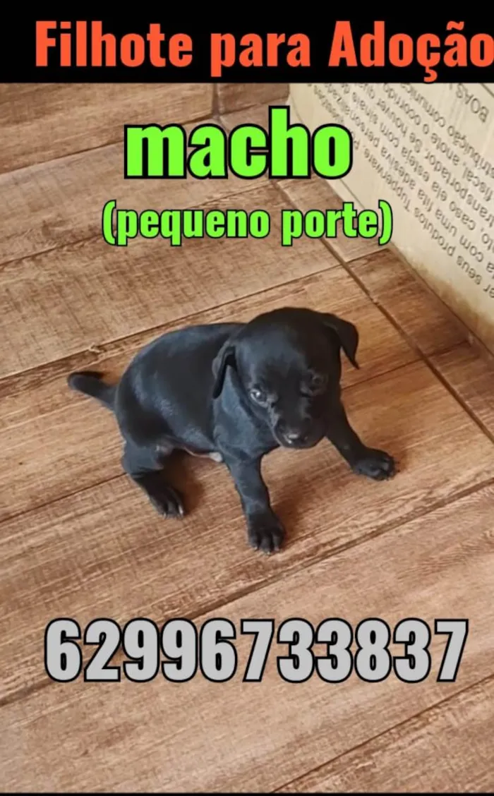 Cachorro ra a Vira lata idade Abaixo de 2 meses nome Bob/Thor