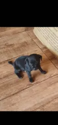 Bob/Thor