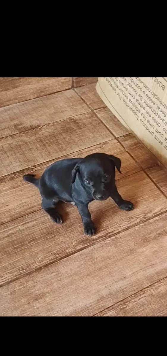 Cachorro ra a Vira lata idade Abaixo de 2 meses nome Bob/Thor