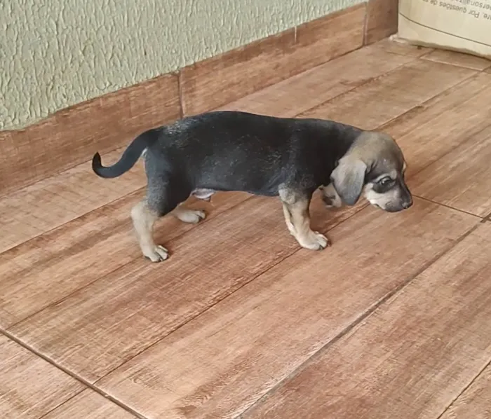 Cachorro ra a Vira lata idade Abaixo de 2 meses nome Bob/Thor