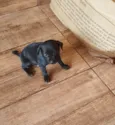 Bob/Thor