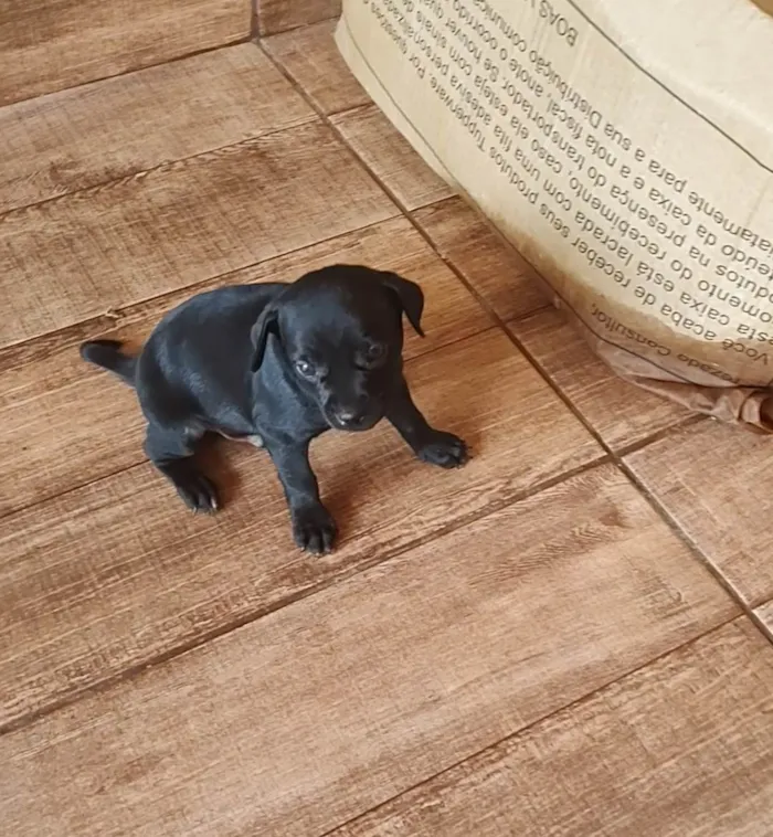 Cachorro ra a Vira lata idade Abaixo de 2 meses nome Bob/Thor