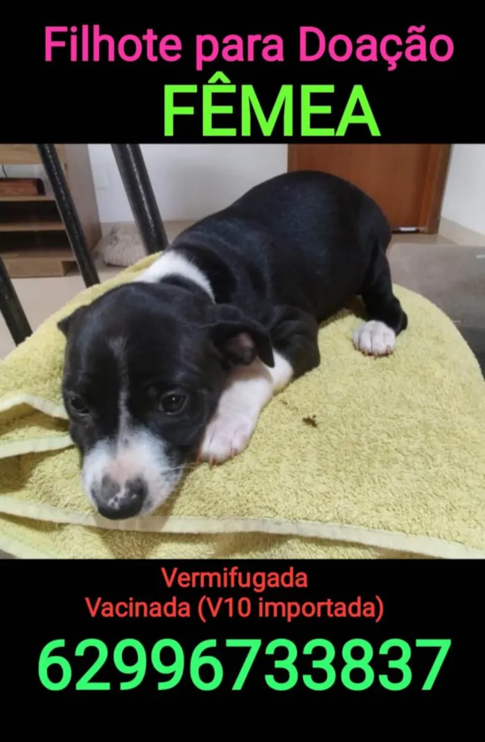 Cachorro ra a Vira lata idade Abaixo de 2 meses nome Babi/Tina