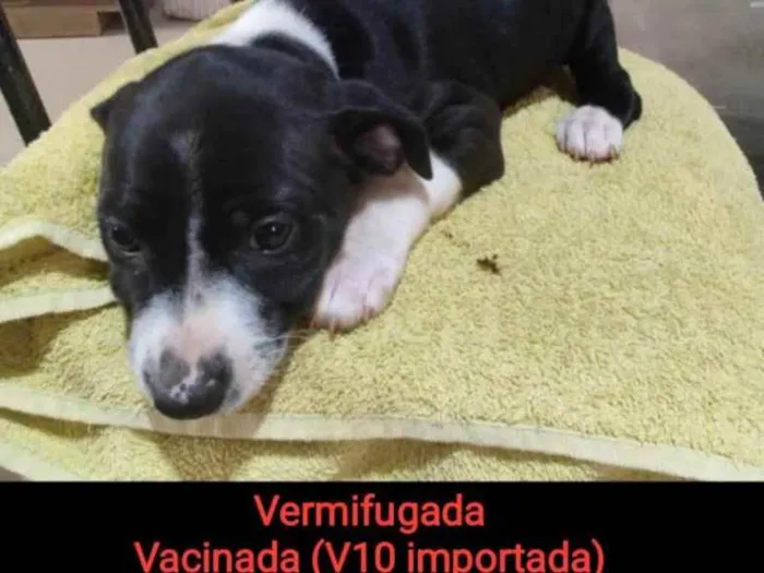 Cachorro ra a Vira lata idade Abaixo de 2 meses nome Babi/Tina