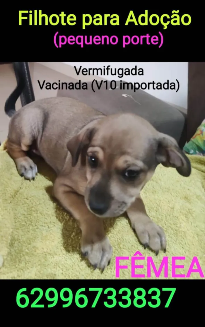 Cachorro ra a Vira lata idade Abaixo de 2 meses nome Babi/Tina