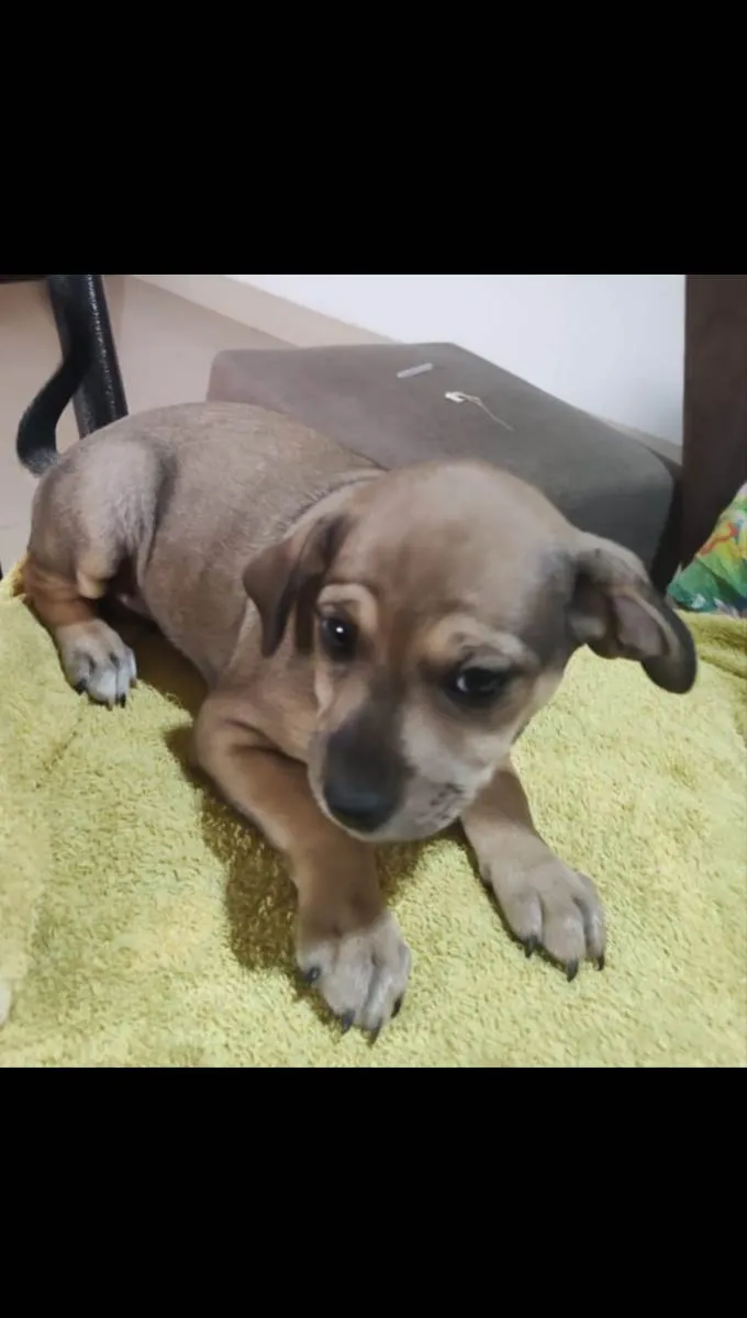 Cachorro ra a Vira lata idade Abaixo de 2 meses nome Babi/Tina