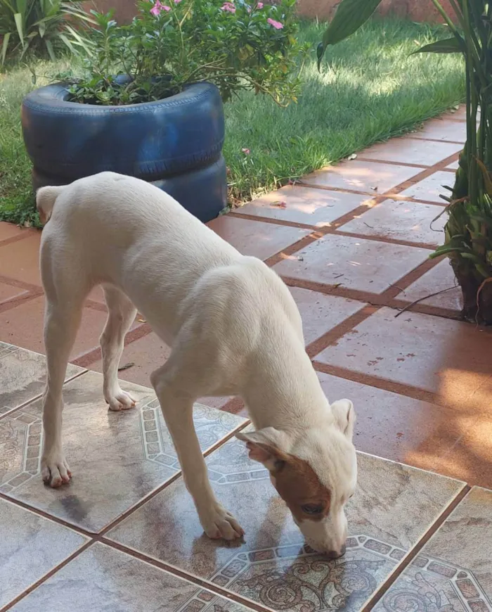 Cachorro ra a Fox Paulistinha Mestiço idade 2 a 6 meses nome Sem nome