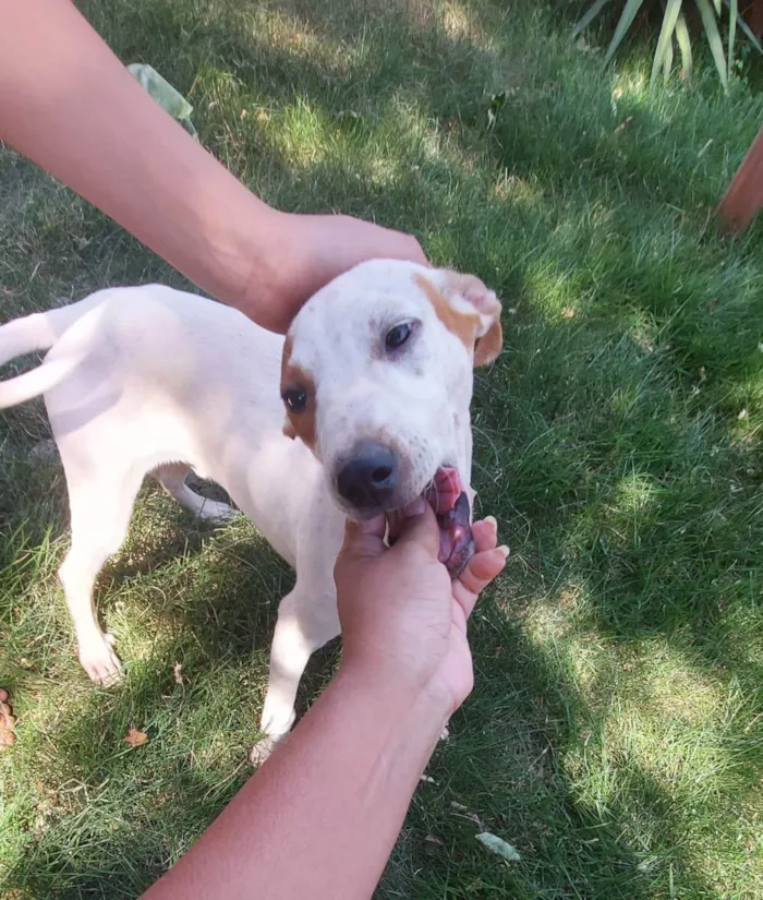 Cachorro ra a Fox Paulistinha Mestiço idade 2 a 6 meses nome Sem nome