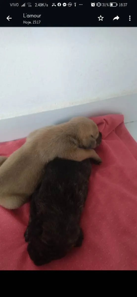 Cachorro ra a Vira lata  idade Abaixo de 2 meses nome Theo/Mia 