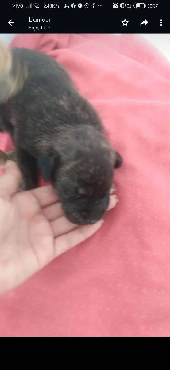 Cachorro ra a Vira lata  idade Abaixo de 2 meses nome Theo/Mia 