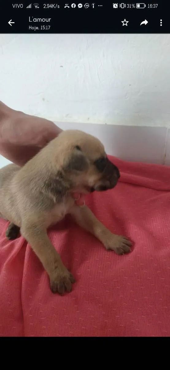 Cachorro ra a Vira lata  idade Abaixo de 2 meses nome Theo/Mia 