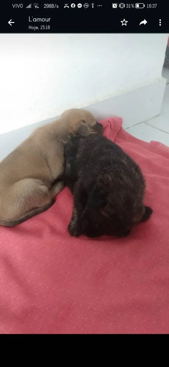 Cachorro ra a Vira lata  idade Abaixo de 2 meses nome Theo/Mia 