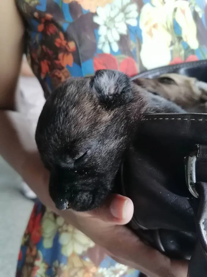 Cachorro ra a Vira lata  idade Abaixo de 2 meses nome Theo/Mia 