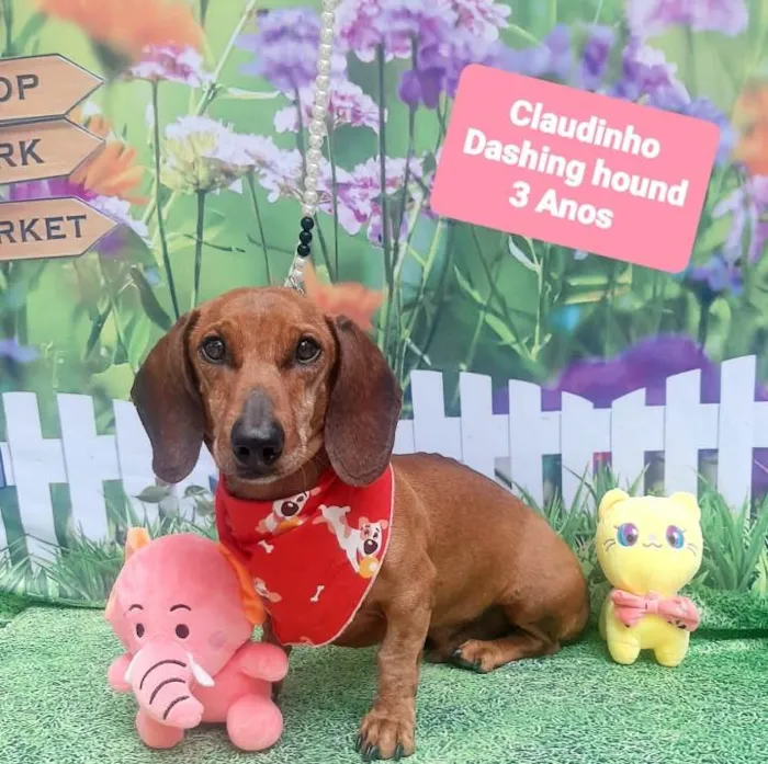 Cachorro raça Dachshund idade 3 anos nome Claudinho