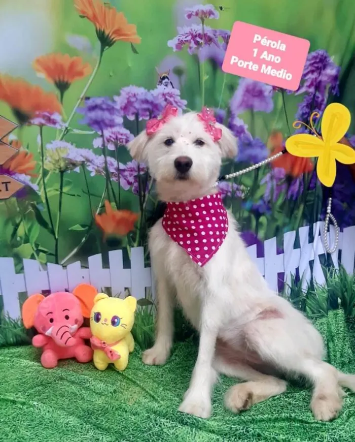 Cachorro raça Srd idade 1 ano nome Pérola 