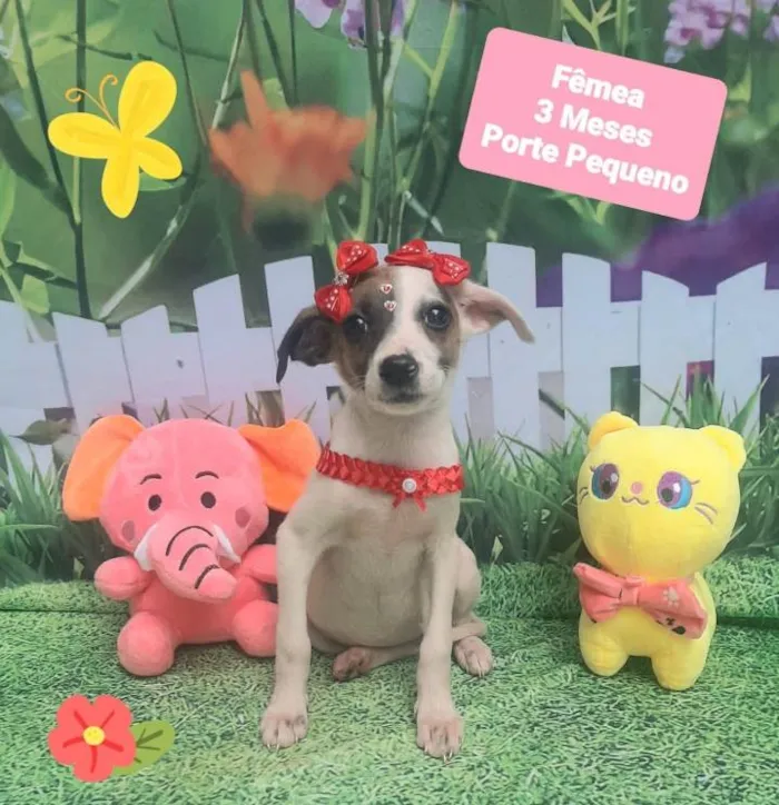 Cachorro raça Srd idade 2 a 6 meses nome Bet