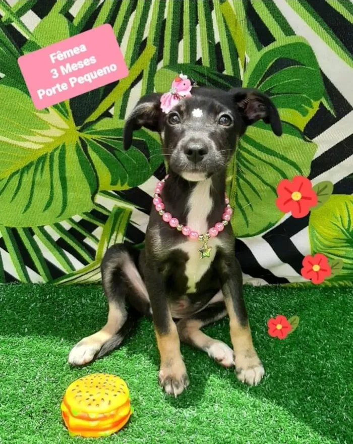 Cachorro raça Srd idade 2 a 6 meses nome Lary