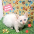 Gato raça Srd idade 2 a 6 meses nome Zé 