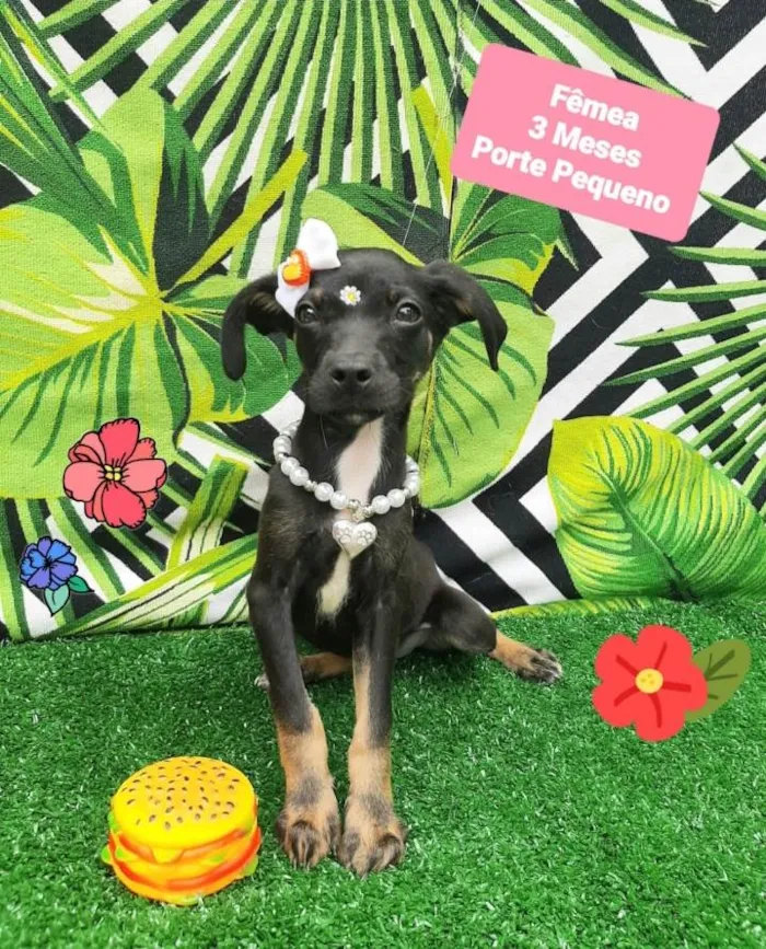 Cachorro raça Srd idade 2 a 6 meses nome Cooper