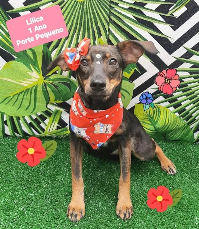 Cachorro raça Srd idade 1 ano nome Lilica 