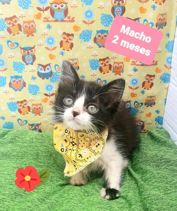 Gato raça Srd idade 2 a 6 meses nome Manchinha 